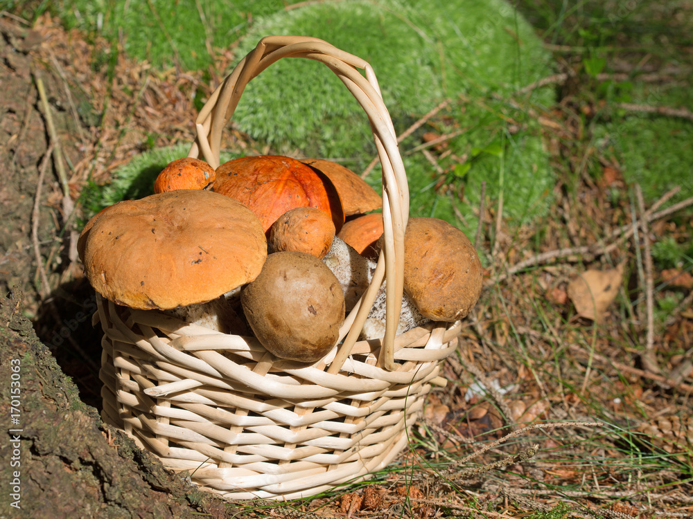 Pilzkorb, Rotkappen, Leccinum versipelle, Mushrooms Pilzkorb, Rotkappen, Leccinum versipelle, Mushrooms