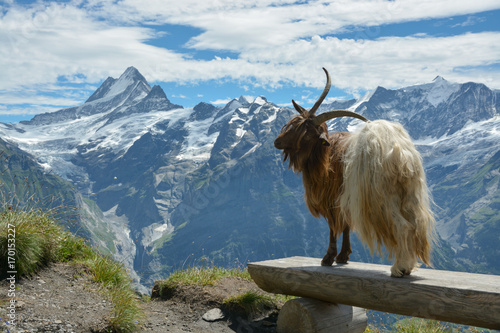 Goat model posing in Swisss Alps