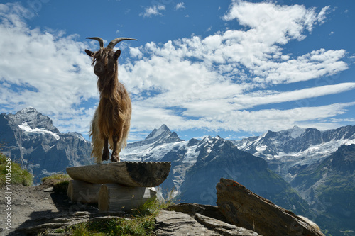 Goat model posing in Swisss Alps photo