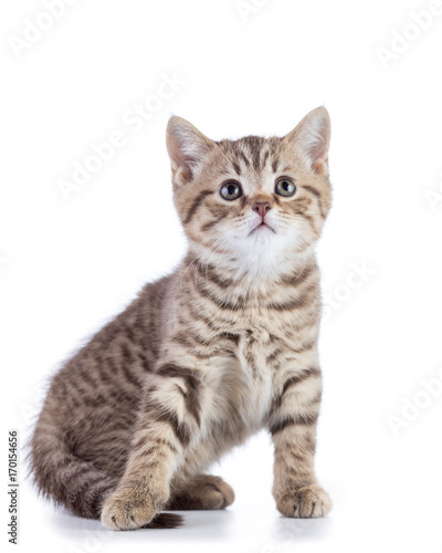 Fototapeta Naklejka Na Ścianę i Meble -  Cute scottish shorthair kitten cat looks up isolated