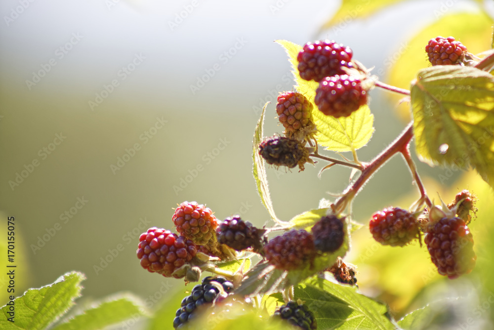 raspberries raspberries