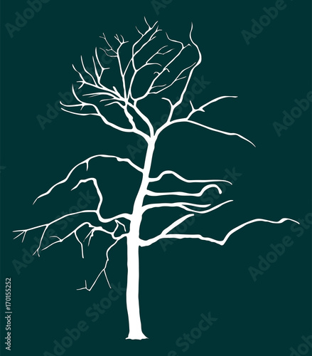 Tree vector silhouette illustration isolated on background. Autumn or spring art tree.