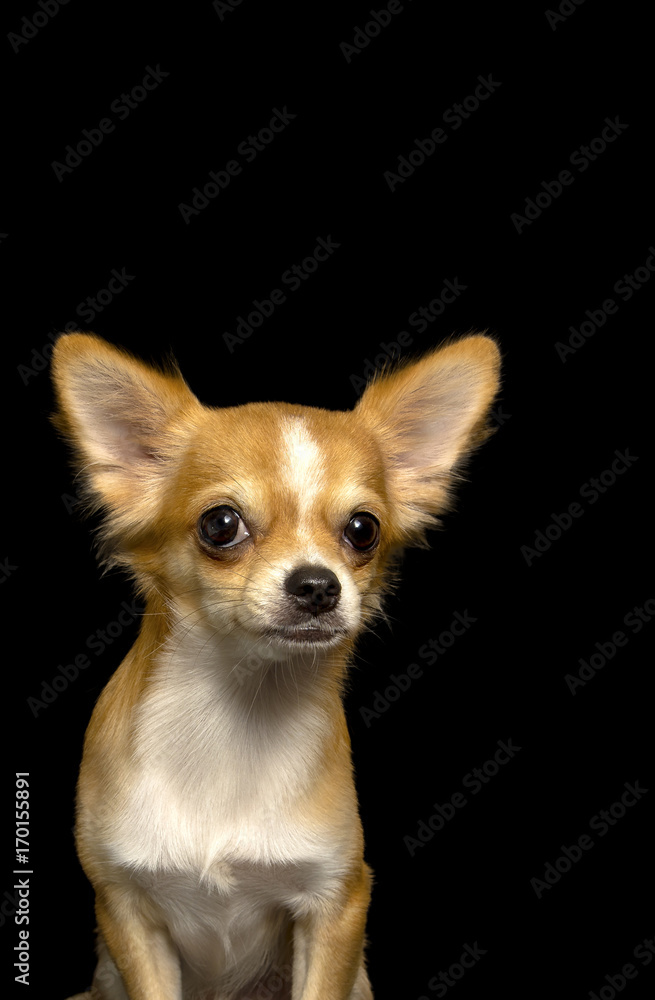 Close-up photo Chihuahua dog brown on Background Black Vertical image