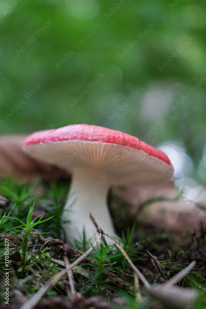 Red mushroom in the forest Red mushroom in the forest