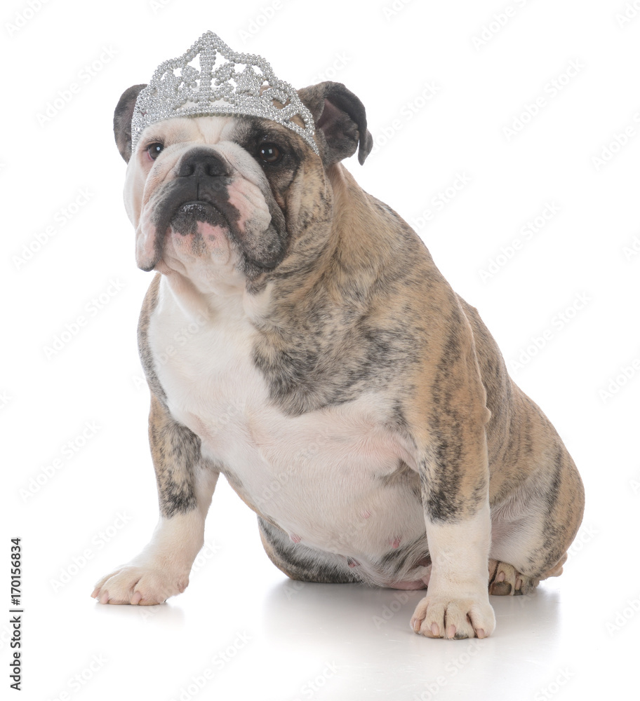 spoiled dog wearing tiara