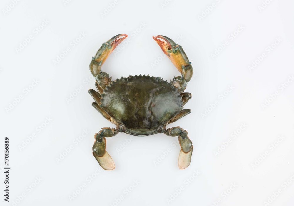 Obraz crab on white background