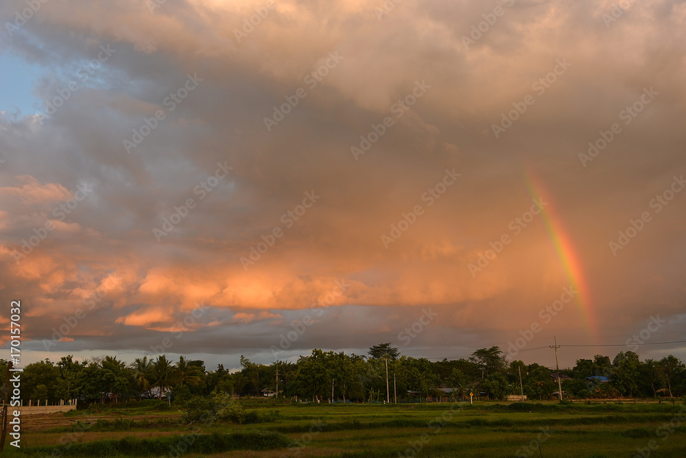 sky rainbow, Rice field sky rainbow, Rice field