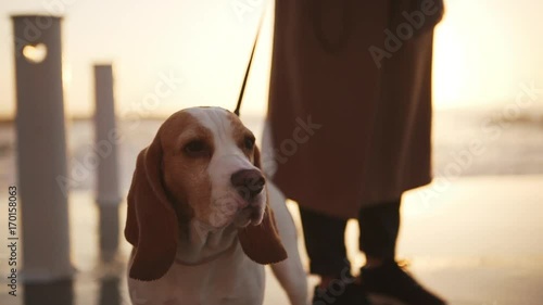 close up nice dog on leash standing and running on pier holding by woman slomo photo