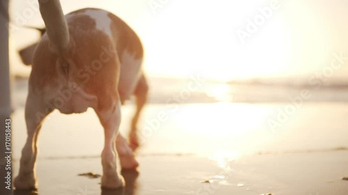 beautiful dog on leash smelling and walking on wet pier with waves on background close up slomo photo