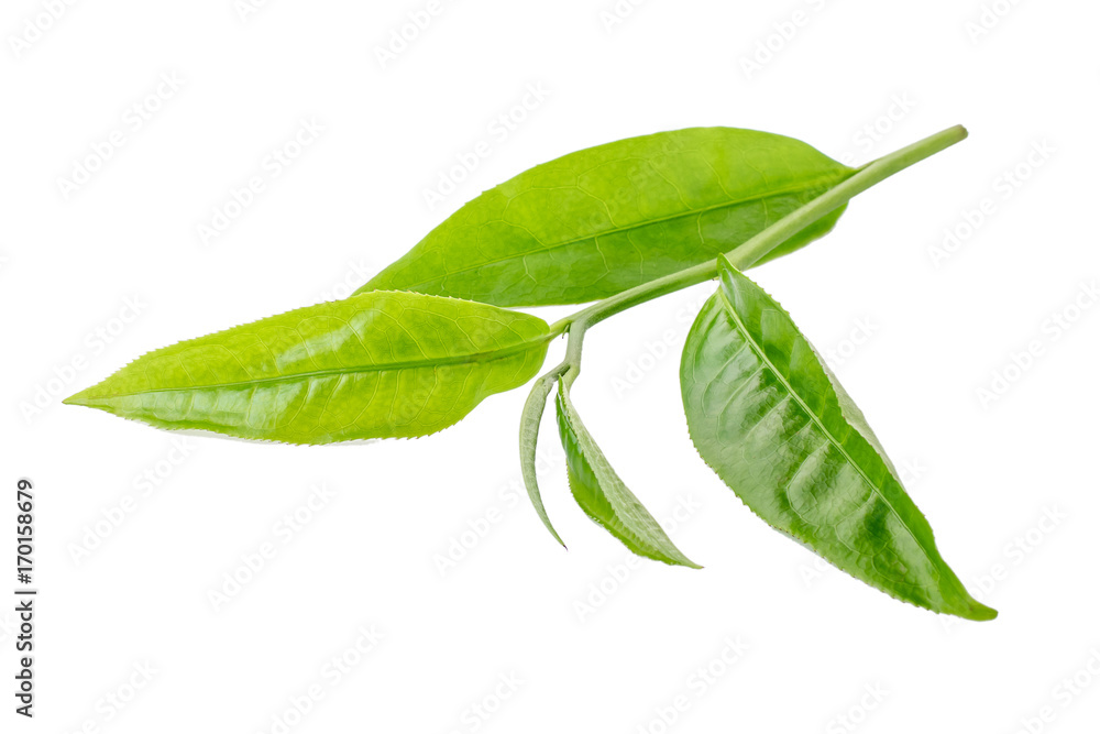 Obraz premium green tea leaf isolated on white