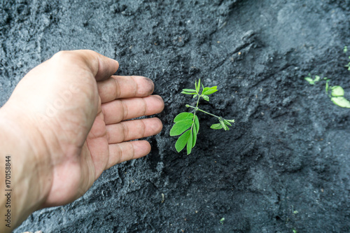 Growing seedlings into the soil.