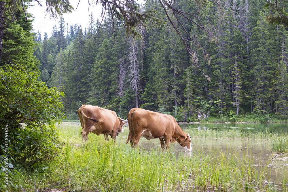Naklejka premium Mountain scenary with grazed cows at summer day