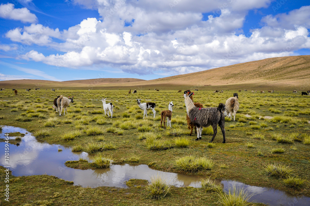 Fototapeta premium bolivie lama nature