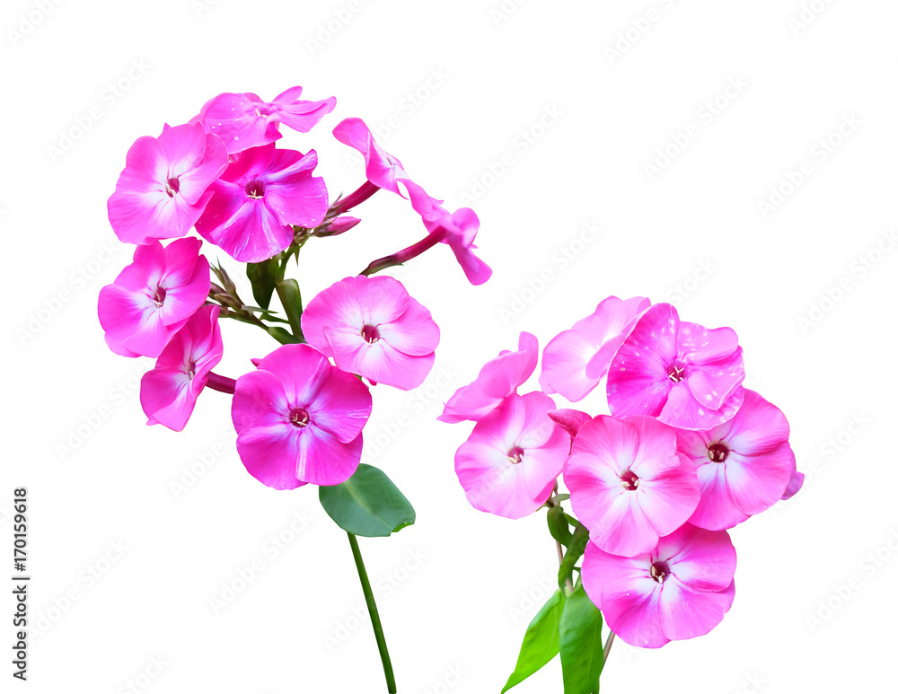 Obraz premium Inflorescence of lilac-crimson phlox isolated on white background with clipping path.