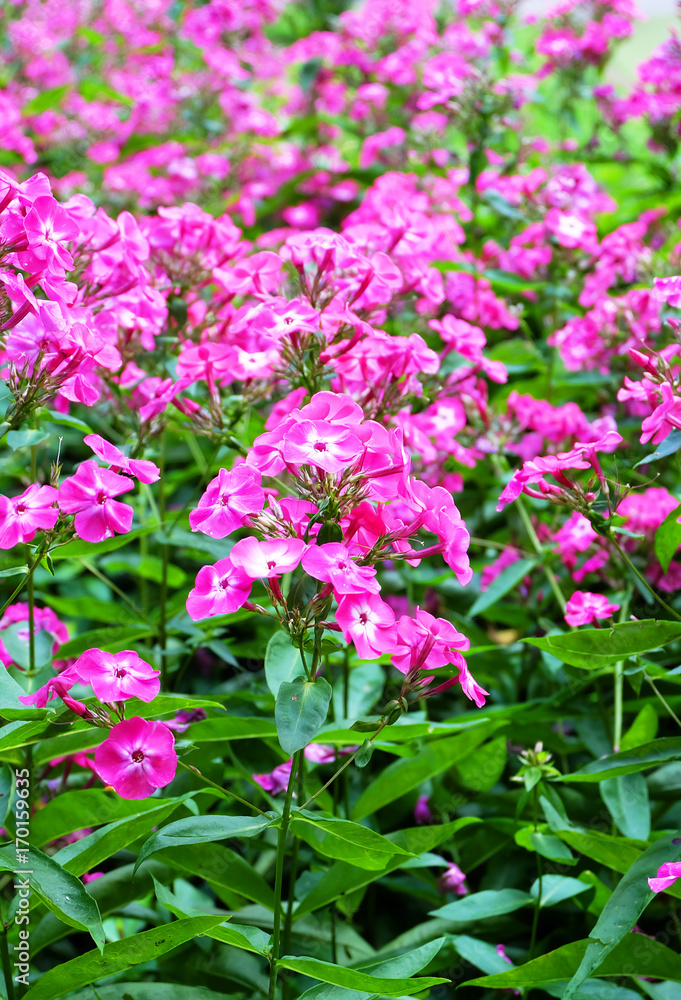 Bright phlox on the flowerbed in the park. Bright phlox on the flowerbed in the park.