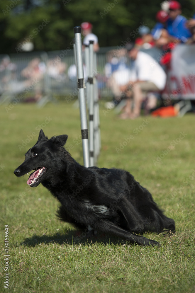Black dog running Black dog running