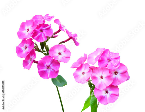 Inflorescence of lilac-crimson phlox isolated on white background with clipping path.