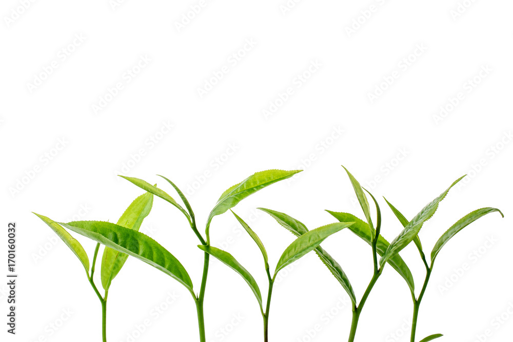 Fototapeta premium green tea leaf isolated on white