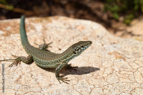 Fototapeta Formentera wall lizard