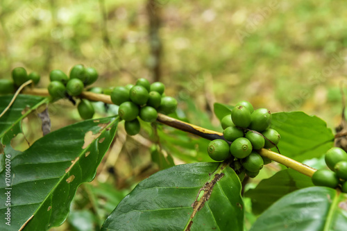 Coffee beans ripening on a tree.