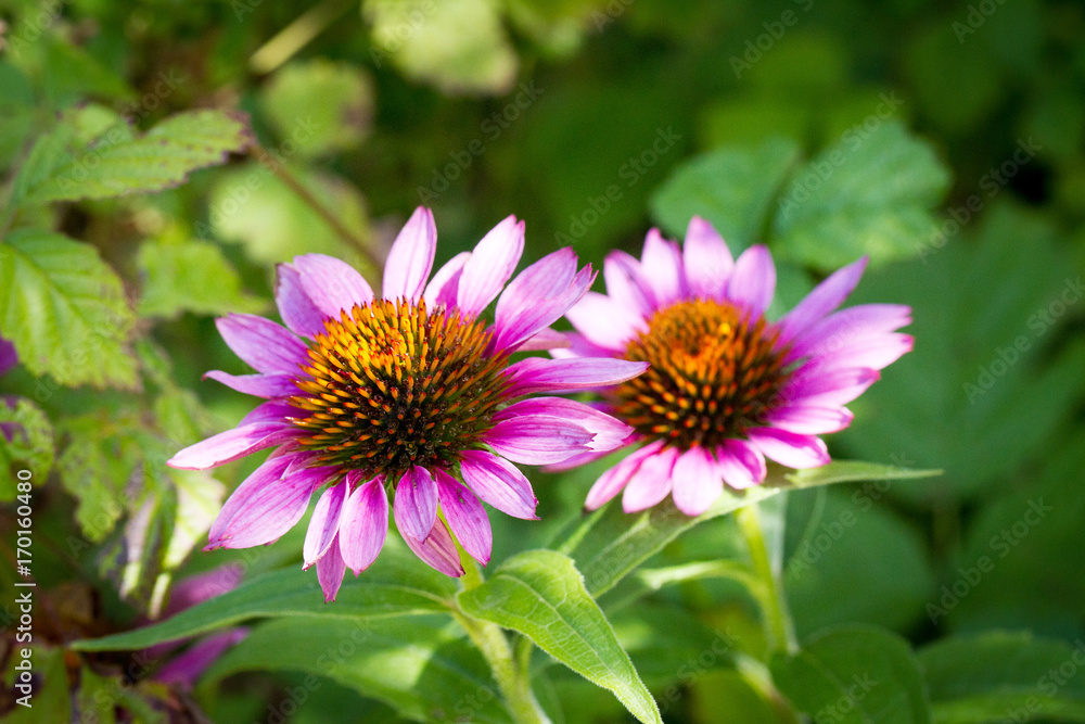 Echinacea_Copyright:Katrin Schuetzenauer, Gartenstrawanzerin Echinacea_Copyright:Katrin Schuetzenauer, Gartenstrawanzerin