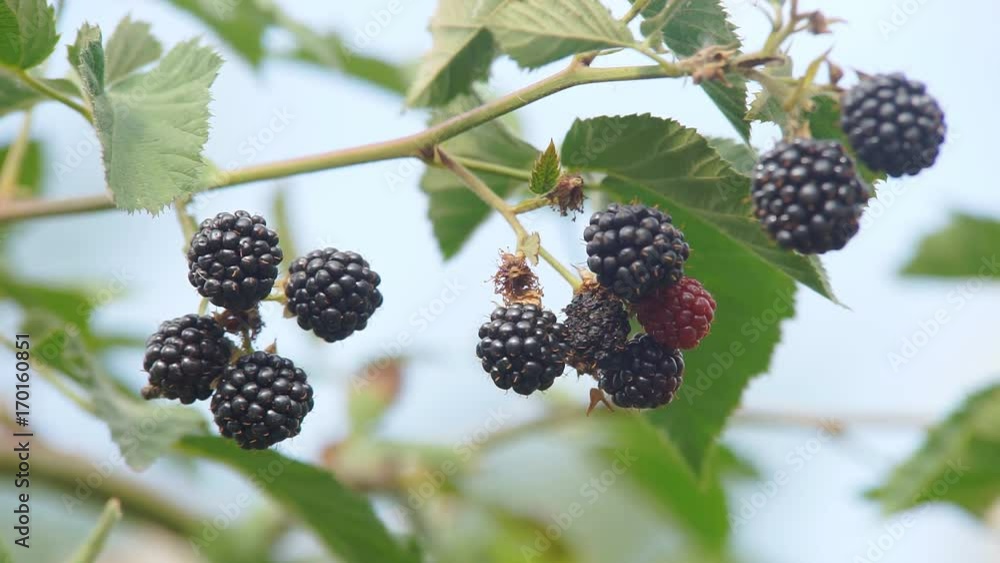 blackberry on the bushes ripe blackberries hang on a bush in autumn blackberry on the bushes ripe blackberries hang on a bush in autumn