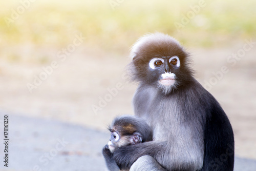 Lovely monkeys cute Macaque glasses funny monkey lives in a natural forest of Thailand