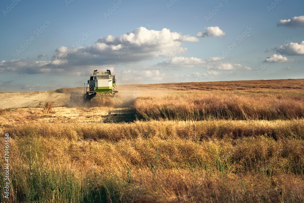 Combine harvester on the wheat field harvesting Combine harvester on the wheat field harvesting