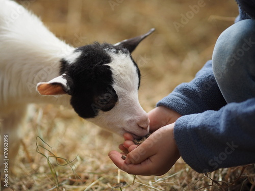 Chevreau photo