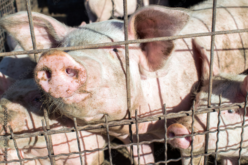 Piglet is waiting for food in pork stall.Pig portrait. Piglet is waiting for food in pork stall.Pig portrait.