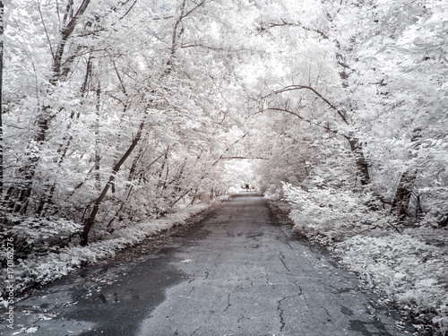 Alley in the park. Infrared photography