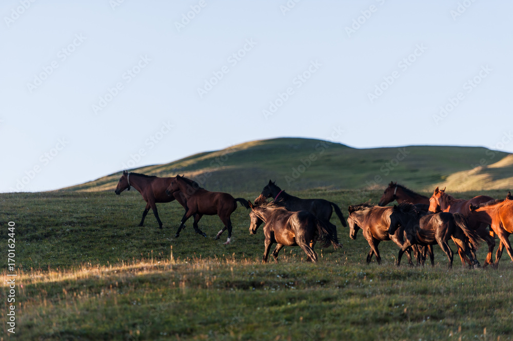 The beautiful summer landscape with horses in Arkhyz, Russia
