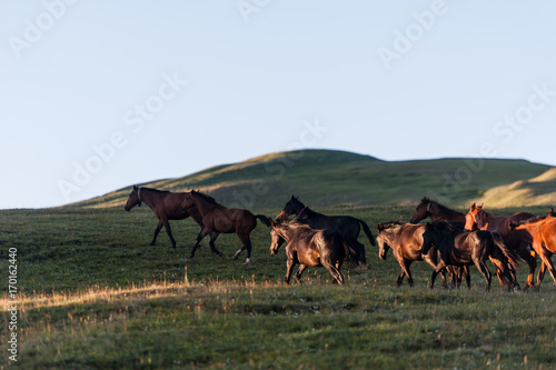 The beautiful summer landscape with horses in Arkhyz  Russia
