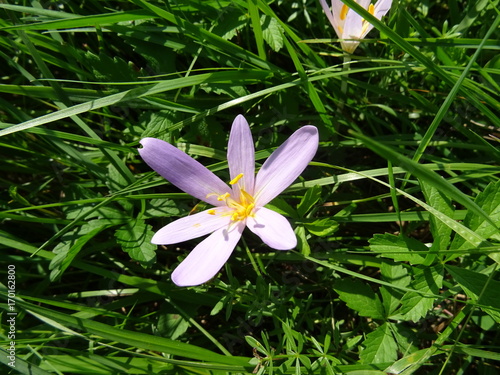 Herbstzeitlose Blüte photo