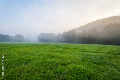Green landscape in the fog
