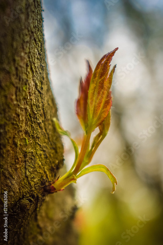 Foto Growing sprout
