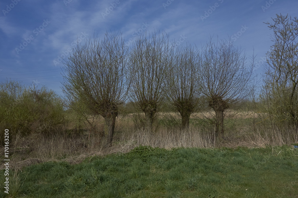 Four willows in meadows against blue sky and clouds Four willows in meadows against blue sky and clouds