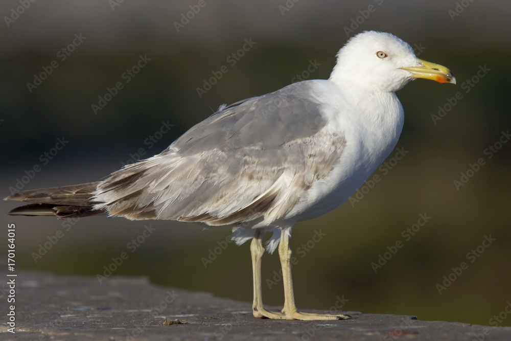 Yellow-legged Gull (Larus michahellis), immature, Essaouira, Morocco. Yellow-legged Gull (Larus michahellis), immature, Essaouira, Morocco.