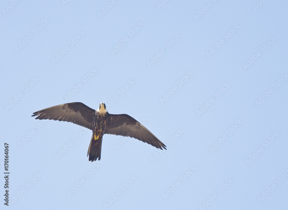 Eleonora's Falcon (Falco eleonorae), flying overhead, Essaouira, Morocco. Eleonora's Falcon (Falco eleonorae), flying overhead, Essaouira, Morocco.