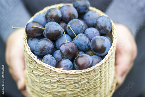 Organic vegetables. The farmer is holding a ripe plum in his hands. Fresh plum.