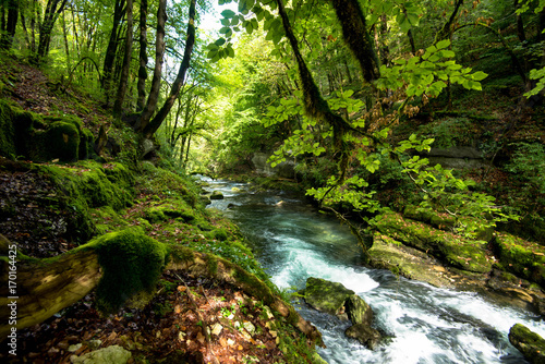 Wald an der Loue im Franche Comté