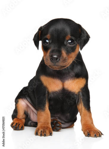 Miniature Pinscher puppy © jagodka