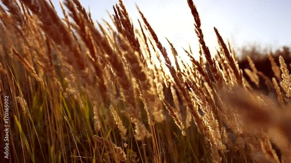 grass sunset silhouette. grass sunset. Close up wheat field at sunset grass sunset silhouette. grass sunset. Close up wheat field at sunset