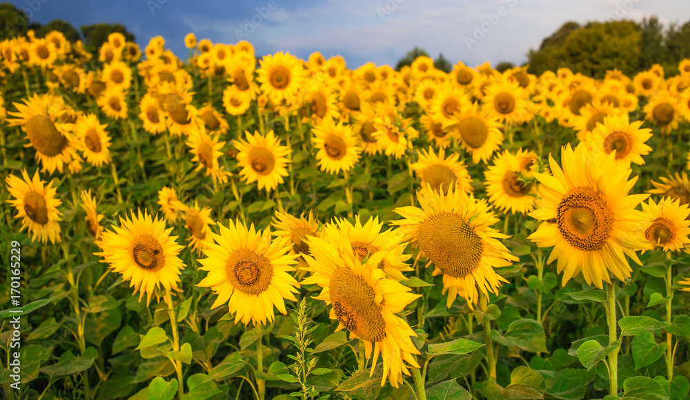 Obraz premium Sunflowers field before storm