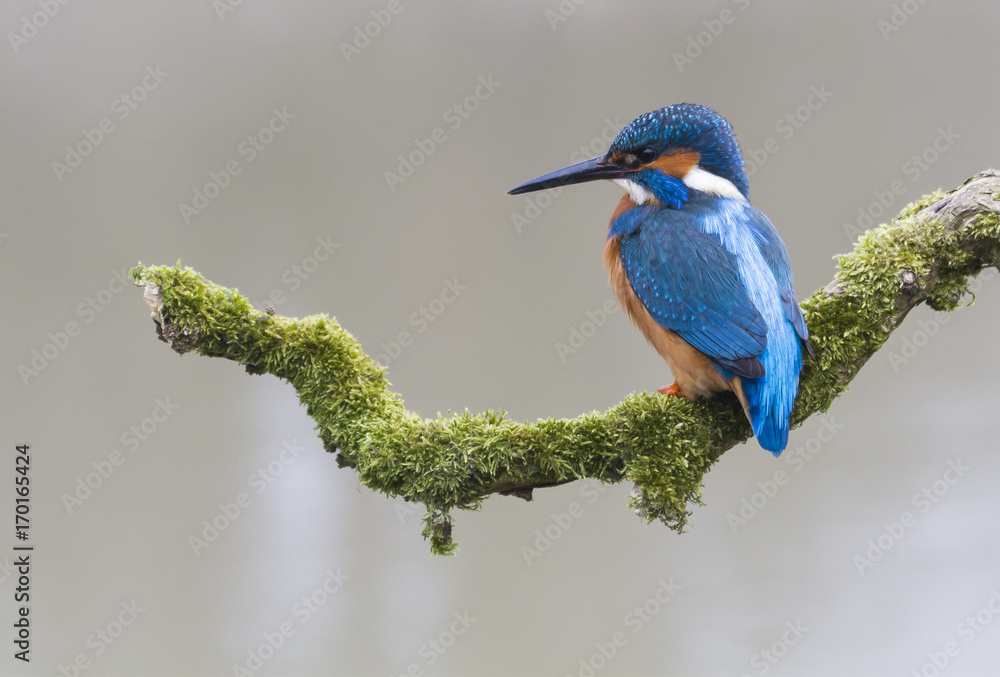 Obraz premium Kingfisher on branch