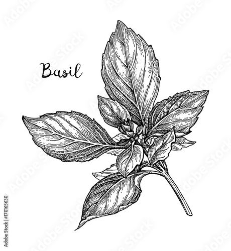 Basil ink sketch