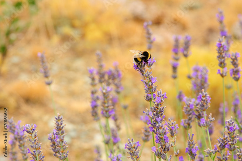 Bumblebee (Bombus terrestri) feeds on nectar from lavender flowers