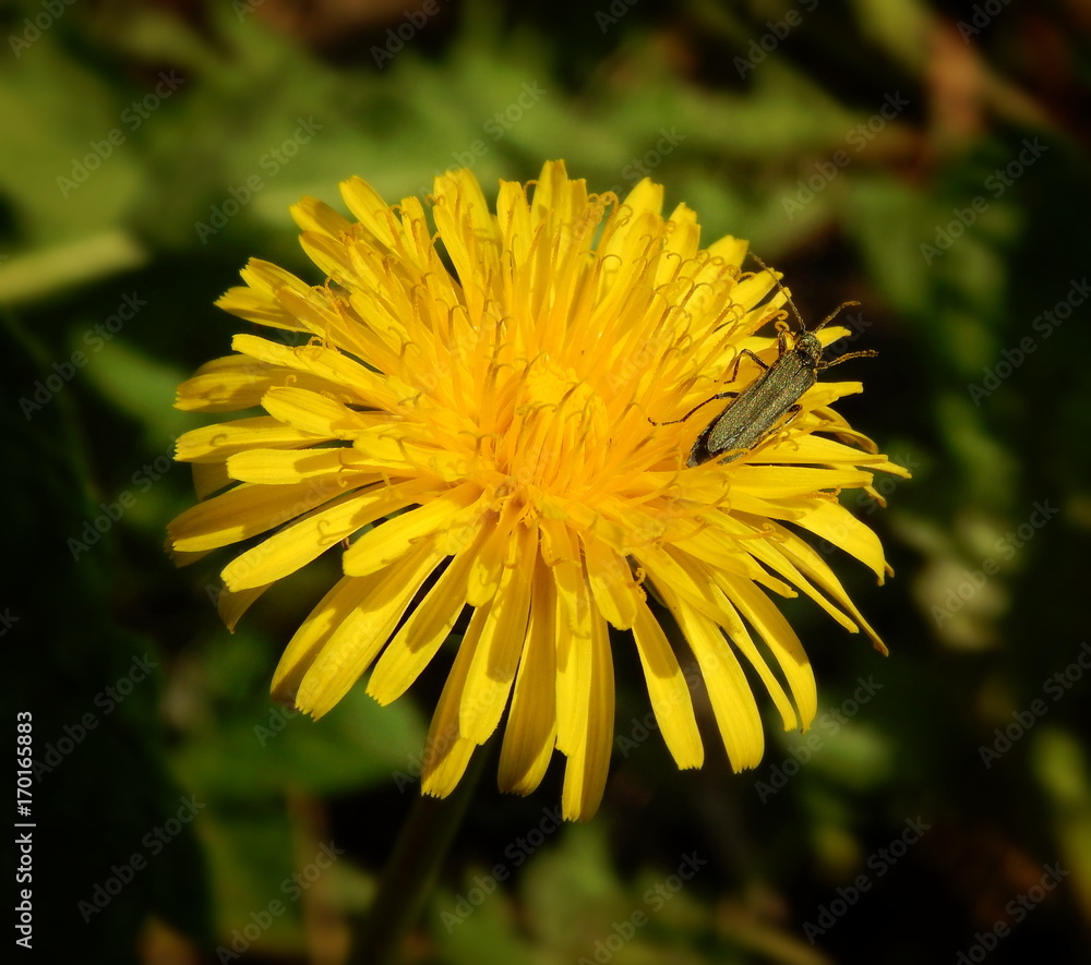 The Capricorn beetle crawling on a yellow dandelion flower closeup on a background of green grass The Capricorn beetle crawling on a yellow dandelion flower closeup on a background of green grass