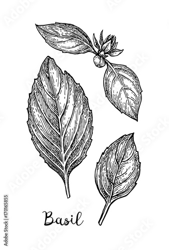 Basil ink sketch