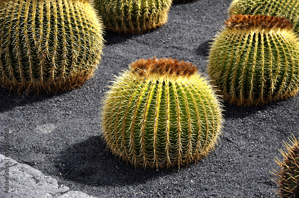 Cactus tout rond à croquer Cactus tout rond à croquer